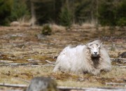 Vergaderen? Minder geblaat en meer wol met deze 3 tips