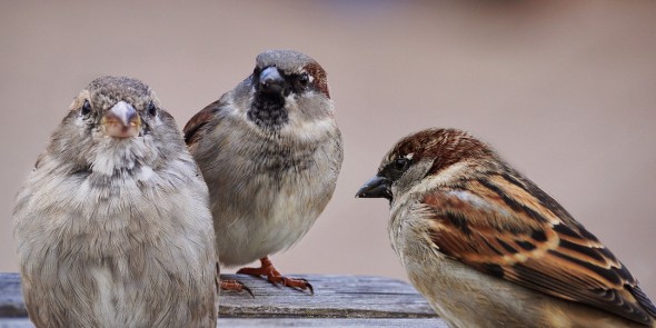 Zelfsturende functioneringsgesprekken in team